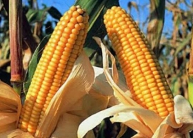En vez de grano, maíz exportado en carne, leche y bioenergía