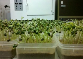 Alerta: semillas de soja con bajo poder germinativo