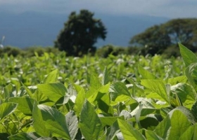 Advierten que “La Niña” pone en alerta amarilla a toda la campaña gruesa 2016/17