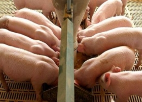 Leve baja de la importación de carne de cerdo