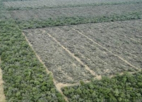Según la FAO, “la agricultura comercial generó casi el 70 % de la deforestación en América Latina”