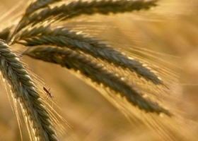 La Argentina exportó un 117,5% más de trigo que un año atrás