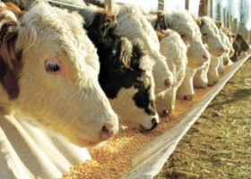 Feedlot: un negocio que se recuperó