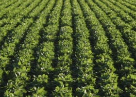 INPI denegó patentes a Monsanto