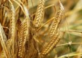 Brasil comprará trigo a EE.UU y Canadá sin arancel de importación