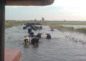 Inundaciones: hay casi 500 tambos paralizados