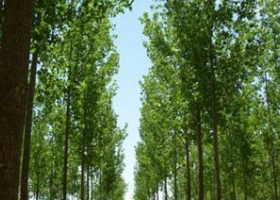 Forestación y ganadería, una combinación sostenible