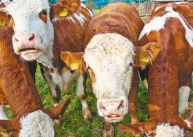 Empresa argentina creó un software para hablar con las vacas