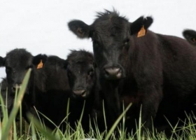 Carne Angus busca crecer más dentro de la Cuota 481