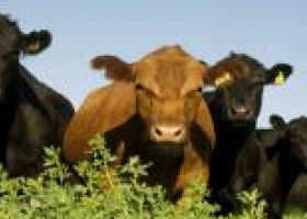 FAO diseñó sistema para calcular emisión de gases