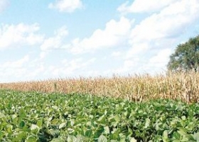 Córdoba: amplían la prohibición de herbicidas 2,4 D