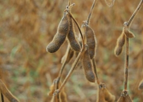 Commodities agrícolas, ¿cerca de un piso?