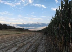 Cómo hacen maíz de altos rindes los farmers