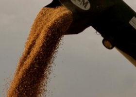 Demanda china de soja se desacelera este año