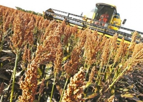 El sorgo busca revancha para mejorar la eficiencia ganadera