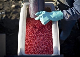El nuevo orden mundial de los agroquímicos