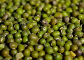 Siguen creciendo las exportaciones de poroto mung