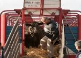 Movimiento de animales: preguntas frecuentes sobre la autogestión