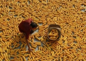 China autoriza a sus empresas a exportar maíz