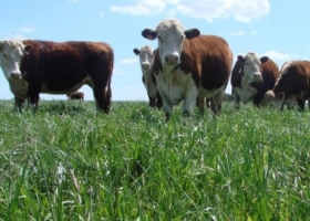 Alimentación programada, clave en el rinde del rodeo