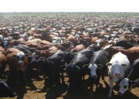 "Escherichia coli productor de toxina Shiga en carne bovina"