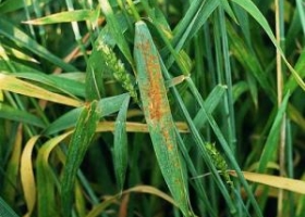 Trigo: detectan roya amarilla en lotes de producción