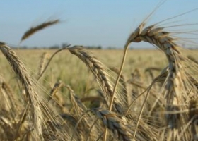 Más trigo bonaerense a Brasil