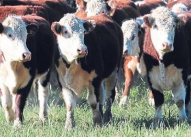 Quedó como un desafío difundir los beneficios de la carne vacuna