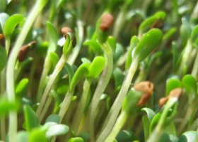Qué vuelva la alfalfa: investigador del Conicet asegura que la agricultura continua es responsable de las inundaciones recurrentes