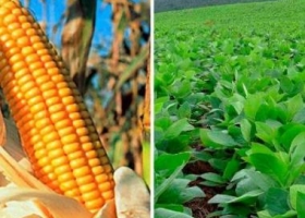 CBOT: nuevos datos salieron al rescate de la soja