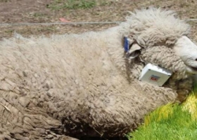 Ganadería de precisión: desarrollan un collar para monitorear ovinos