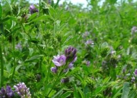 ¿Cómo se vendió y sembró semilla ilegal de alfalfa?