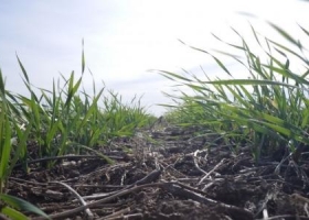 ¿Cómo viene la campaña agrícola en el sudeste bonaerense?