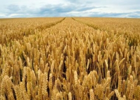 Suelos agradecidos con la recuperación de superficie de los cereales