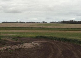Falta de lluvias castiga la principal zona triguera del país