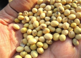 El Inase focalizará controles sobre 6000 grandes empresarios agrícolas: las sanciones serán proporcionales al área sembrada con semilla ilegal