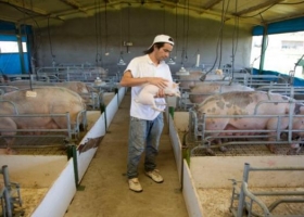 "Mi Galpón" para la cría de ganado porcino
