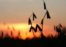 Las cadenas del agro pidieron al Gobierno por las retenciones a la soja