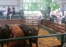 Valor agregado en origen: ya están disponibles los resultados de la prueba de toros 2016 del CREA Cabañas