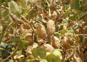 El mejor cultivo invernal es una legumbre: en el último año el precio de exportación del garbanzo argentino creció un 60%