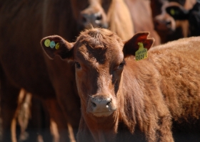 El año que viene se implementará un sistema de identificación individual para facilitar la comercialización de carne en el mercado europeo