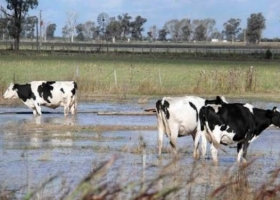 La exportación de lácteos cayó por problemas climáticos y por los precios
