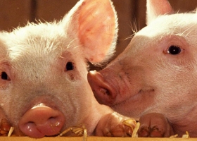 Cerdo: crean un fondo entre productores y Agroindustria para fomentar el consumo