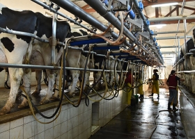 Se interrumpió la recuperación del precio de la leche medido en moneda maíz: la relación recién se acomodaría con el ingreso de la cosecha