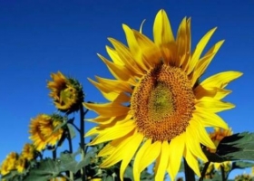 Superficie sembrada con girasol creció un 40% esta campaña
