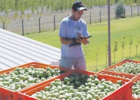 Durante el mes de noviembre, el público pagó 5,2 veces más los productos del campo