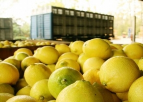 Confirmado: los limones argentinos vuelven a Estados Unidos tras diez años