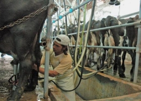 Mejores números para los tambos, pero los productores dicen que no cubren los costos