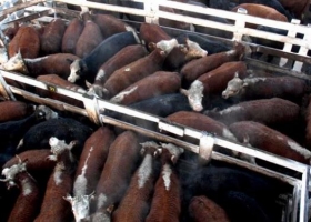 Aumentó la oferta y cayó un 6,8% el Índice Novillo en el Mercado de Liniers