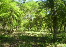 Córdoba: se profundizan las diferencias por la ley de bosques